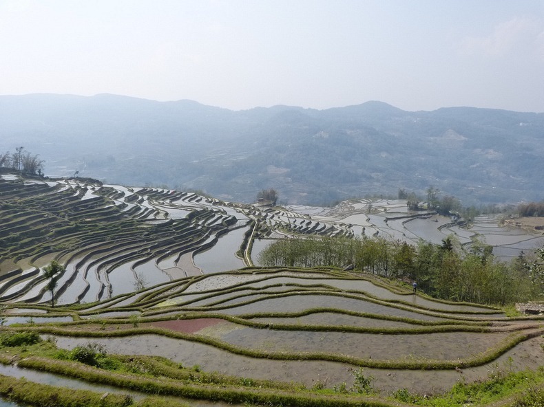 yunnan-rice-terraces-1