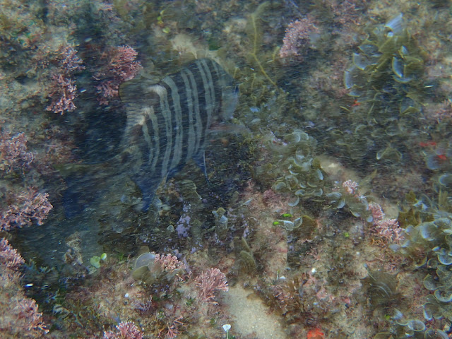 Dichistius multifasciatus