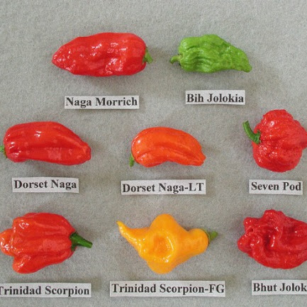 10 Cabai Terpedas di Dunia