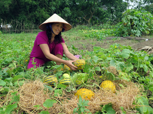 Dưa Bở