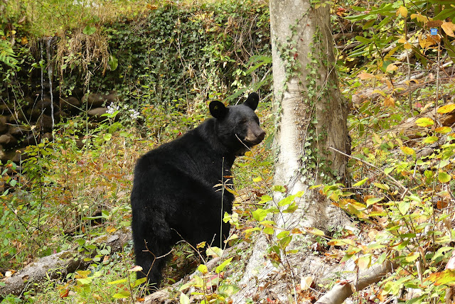 Smoky Mountains - Tennesse