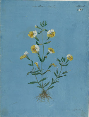 plant drawing - yellow and white flowers