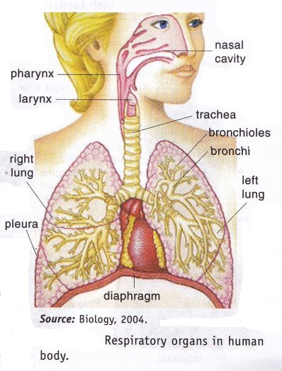 Respiratory System In Human ~ New Science Biology