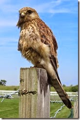 Kestrel