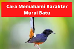 Cara Memahami Karakter Murai Batu