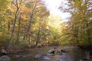 Autumn leaves surrounding a river Aina Clothing