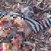 Nagbhid Tiger Attack: वाघाच्या हल्ल्यात इसम ठार |  Batmi Express