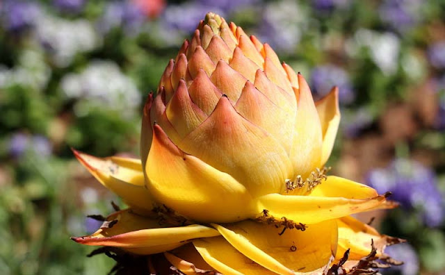 Chinese Yellow Banana Flowers Pictures