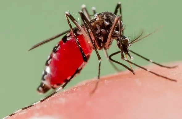 tips to get rid of mosquitoes