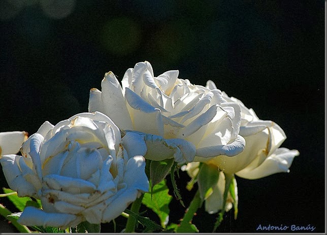 5 DSC_2543x1