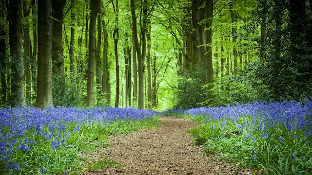 Forest, Path, Flowers, Spring