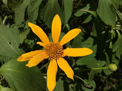 Dã quỳ - Tithonia diversifolia