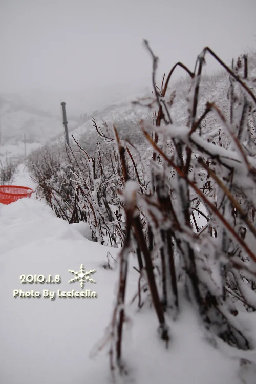 南投合歡山下雪