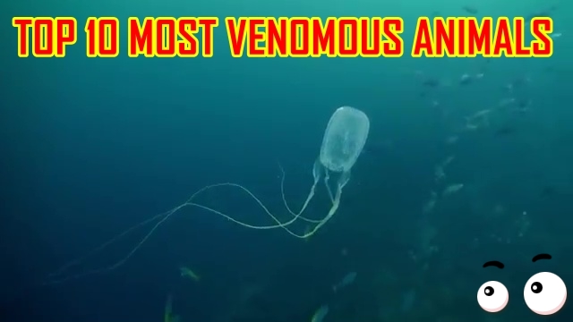 Top 10 Most Venomous Animals on Earth