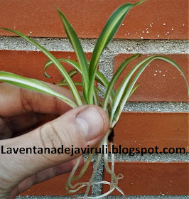 esqueje-chlorophythum-comosum