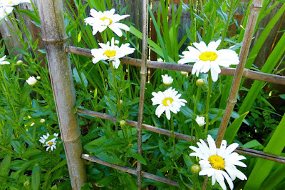 Back Yard, Natural Garden, Eugene, Oregon, Summer, Daisy