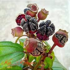buah bunga  senggani Melastoma candidum