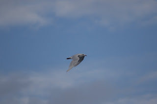 Adult Mediterranean Gull