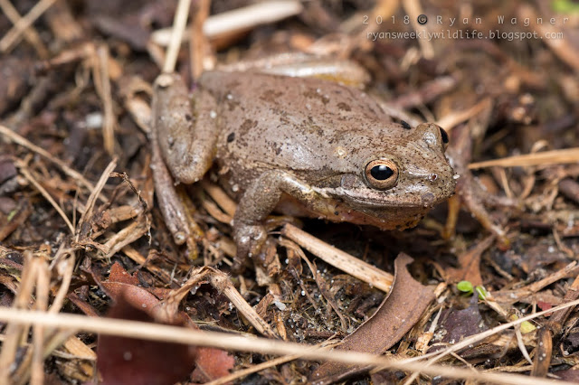 Frogs of South Carolina 