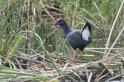 Polla blava (Porphyrio porphyrio)