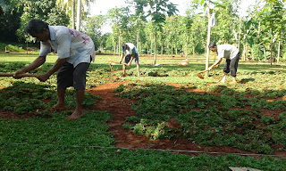 Jual Rumput Gajah Mini Murah di Depok