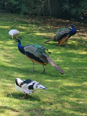 モンテ・ウルピヌ公園 (Parco di Monte Urpinu)の鳥たち