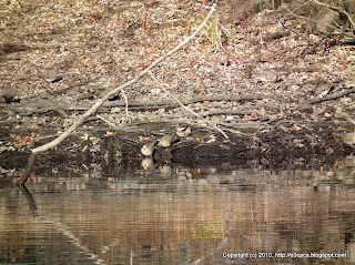 Mourning Doves, 11/29/10 Great Meadows - Concord