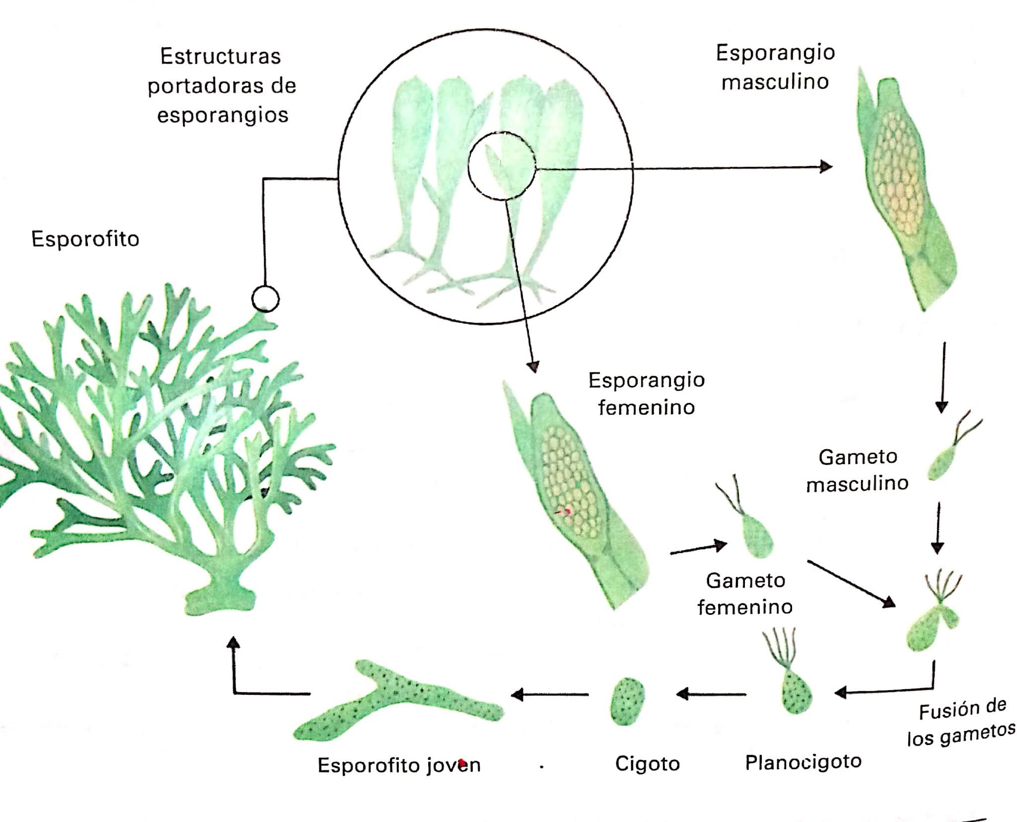 Ciclo de vida de las algas verdes