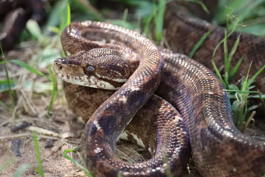 Dia Nacional da Caatinga: Cariri cearense tem cerca de 40 espécies de serpentes