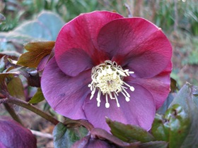 Helleborus orientalis, purple flowered hellebore