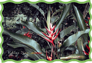 Heliconia Brasiliensis