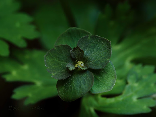 Anemone flaccida