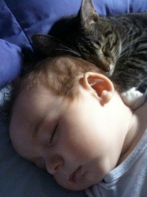Há compatibilidade entre gatos e bebês?