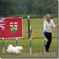 Dog Agility Contestant