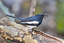 Foto Burung Kacer