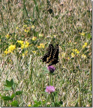 Black Swalowtail