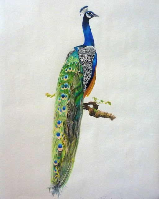 PJ s Corner Colored Pencil Peacock by Amy