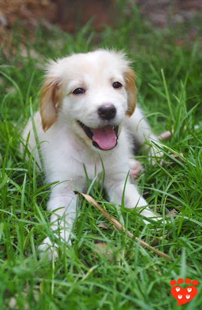 All about dogs, from picking a puppy to dog training and enrichment. Photo shows puppy in the grass