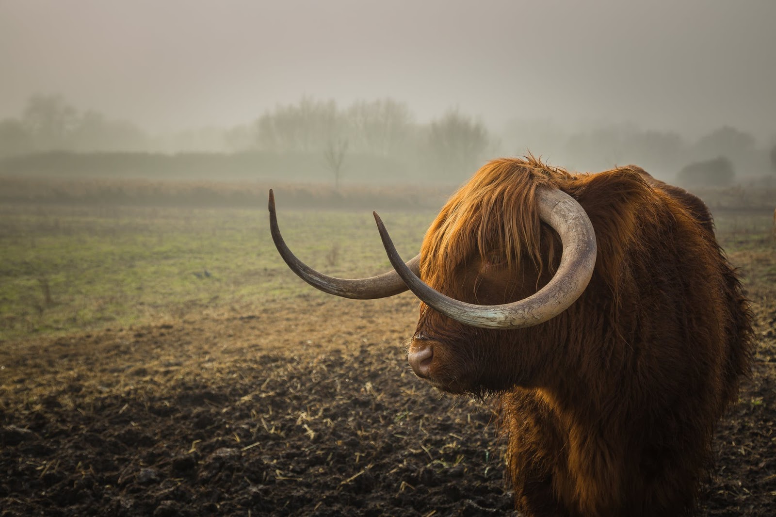 Agriculture animal bull