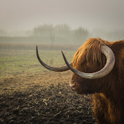 Agriculture animal bull