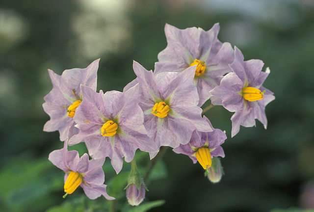 Potato flowers