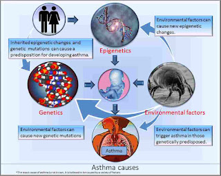 Home Remedies for asthma