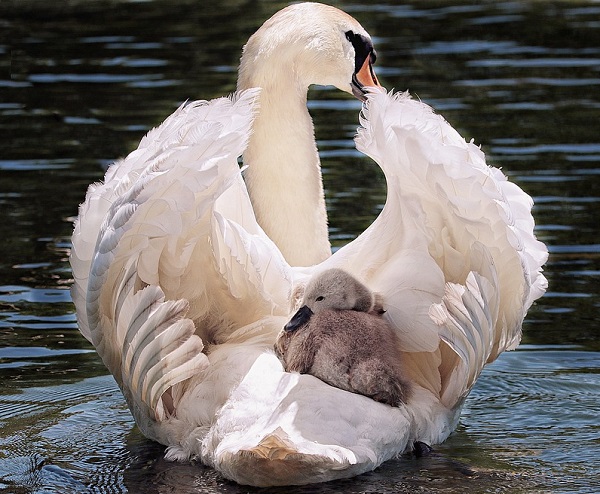 swan farming, swan farming business, raising swans, keeping swans, how to raise swans