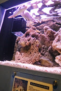 相片