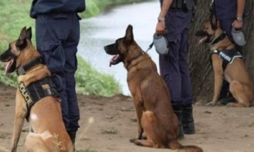 Με την ανάρτηση ενός βίντεο από επιχειρήσεις στις οποίες η συνδρομή των ειδικά εκπαιδευμένων σκύλων ήταν καθοριστική, η Γενική Αστυνομική Διεύθυνση Ηπείρου τιμά την ημέρα που είναι αφιερωμένη στα ζώα!