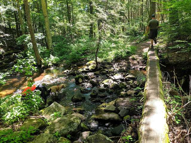 Paugussett State Forest Blue Blazed Zoar Trail log crossing