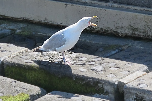 Oostende: ambetant beest !