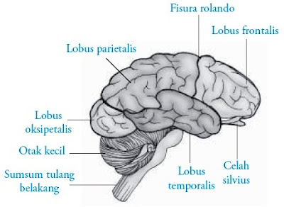 Pada bab depan otak insan terdapat bab Pintar Pelajaran Otak Depan (Prosensefalon) : Struktur Fungsi Bagian