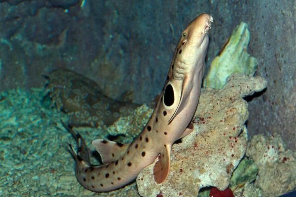 Walking sharks caught on video in Papua New Guinea