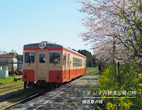 いすみ鉄道沿線の桜☆新田野桜街道